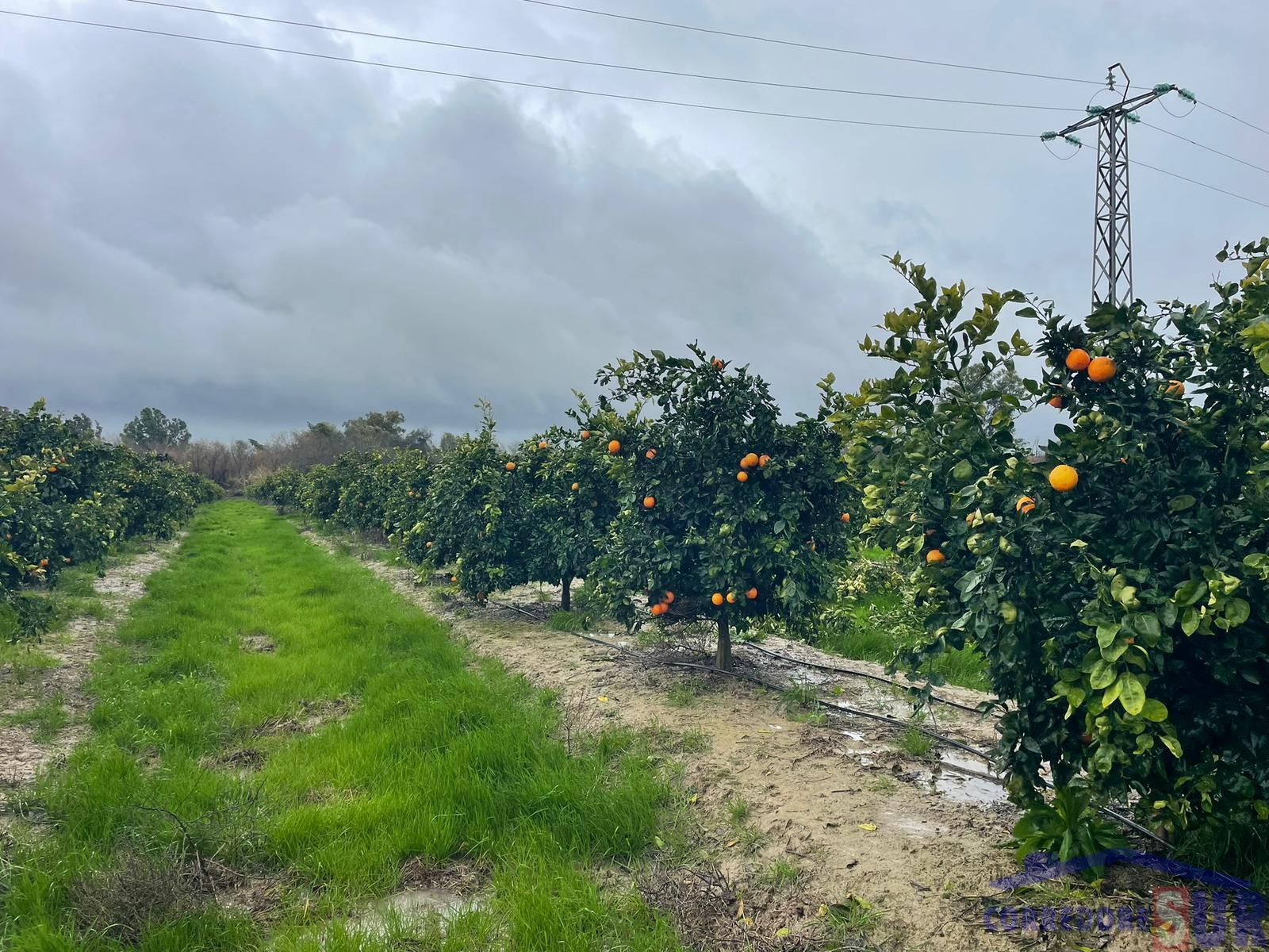Finca rústica en Almodovar Del Rio