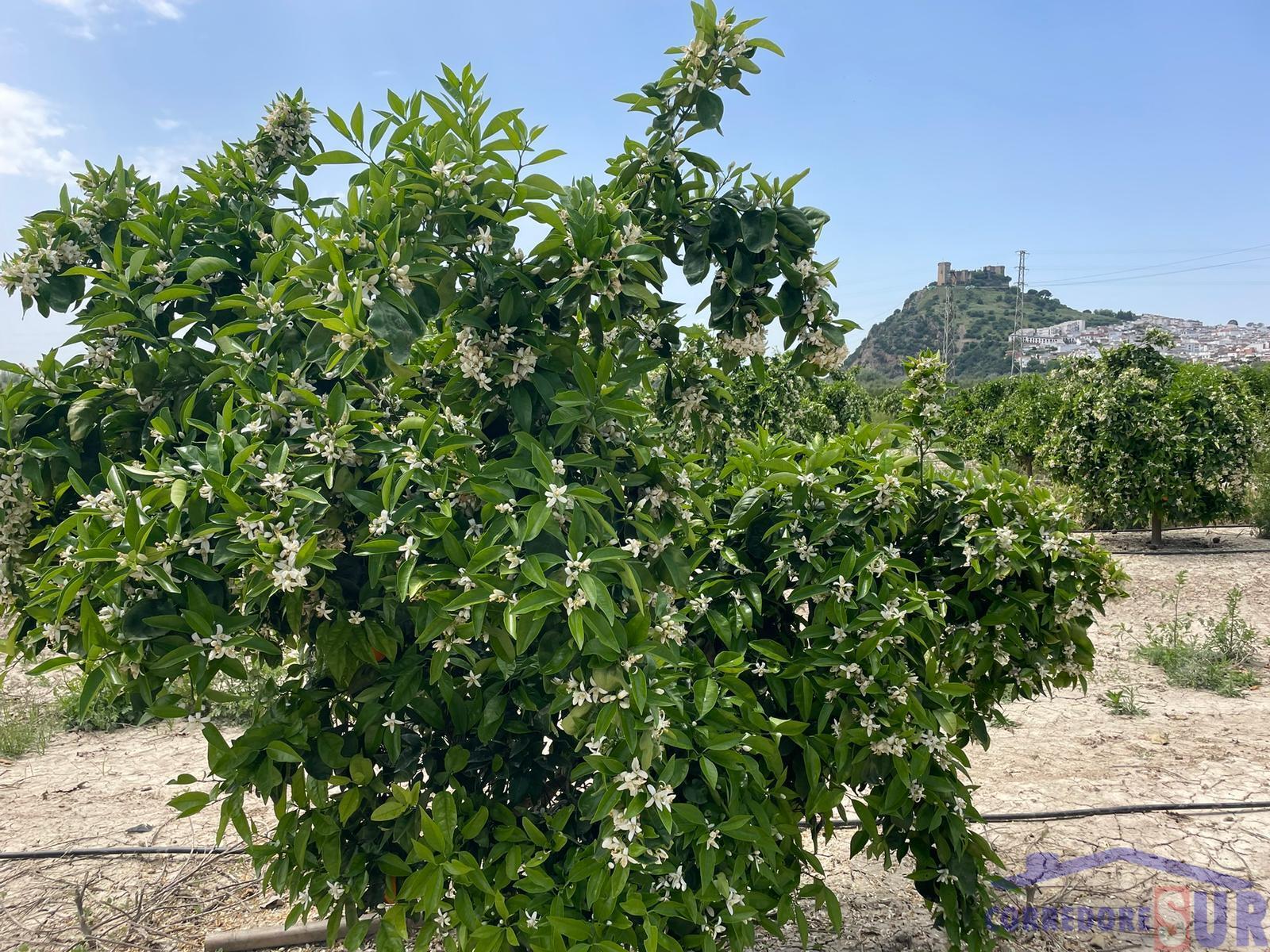 Finca rústica en Almodovar Del Rio