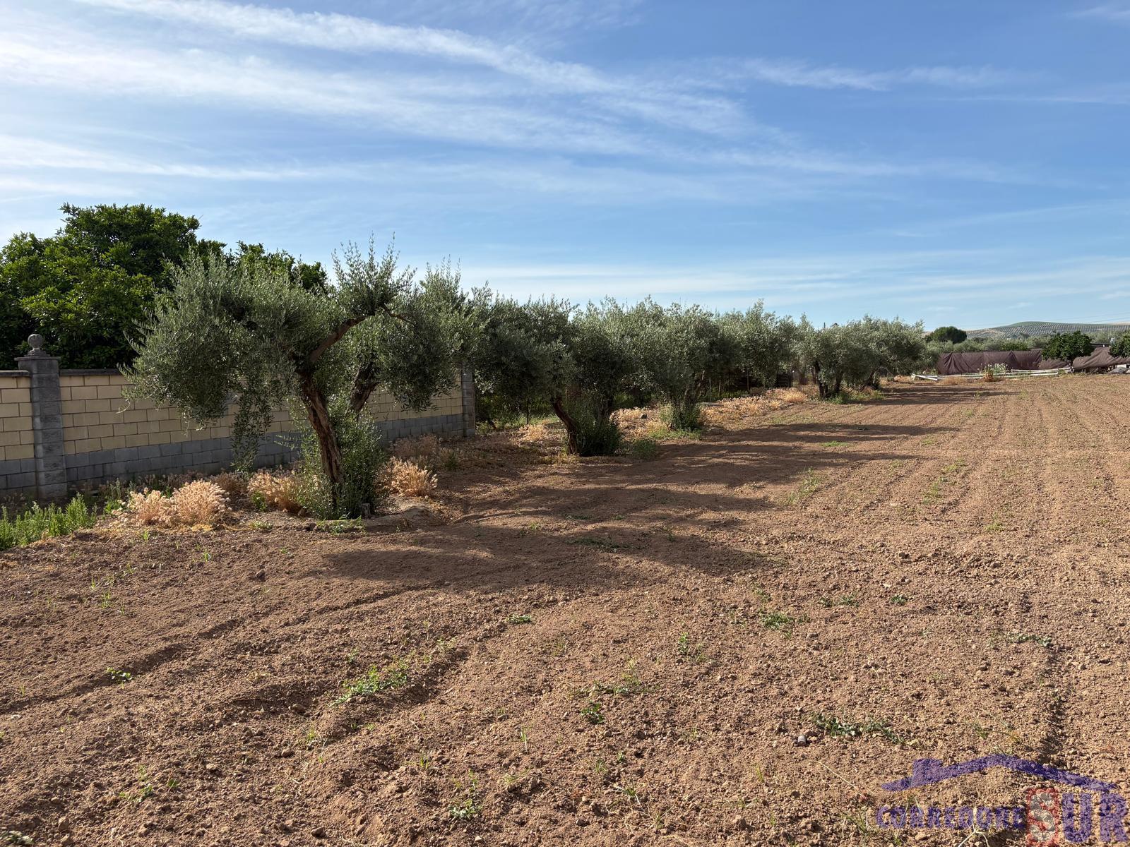 Finca rústica en Las Quemadas