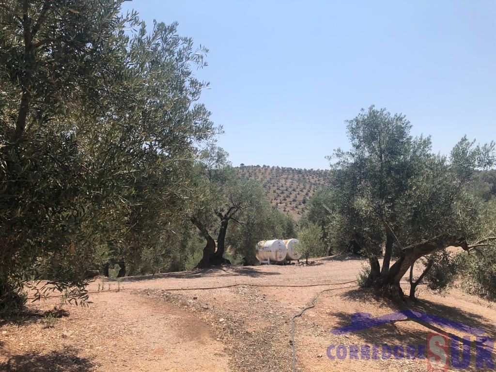 Finca rústica en Montoro