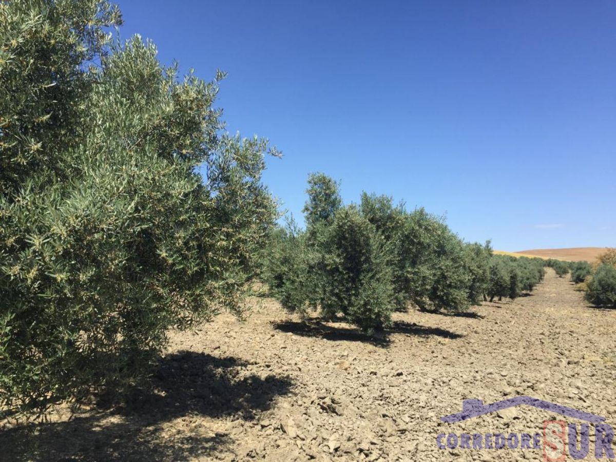 Finca rústica en Cañete De Las Torres