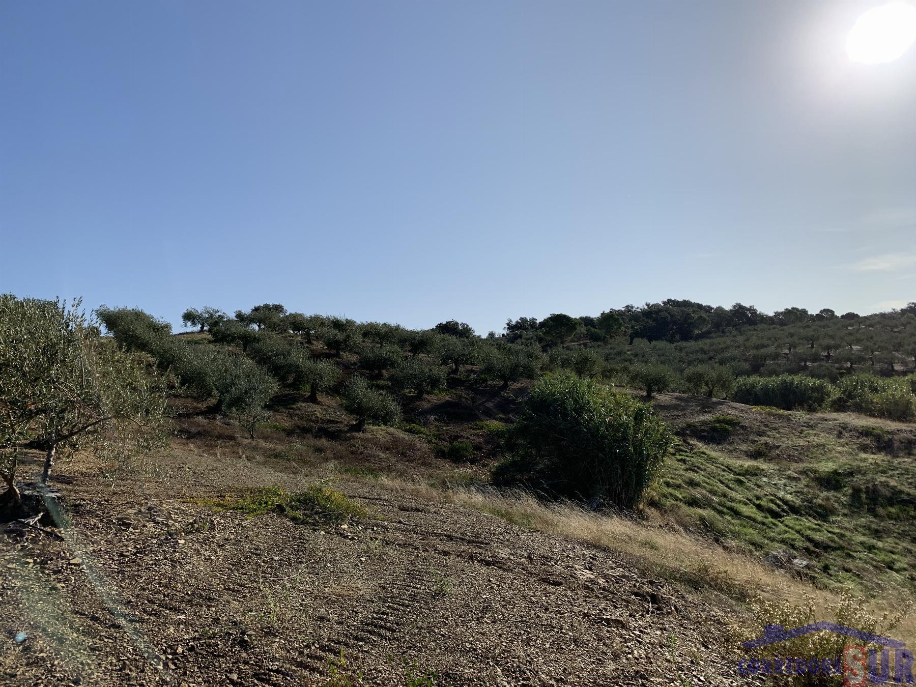 Finca rústica en Almodovar