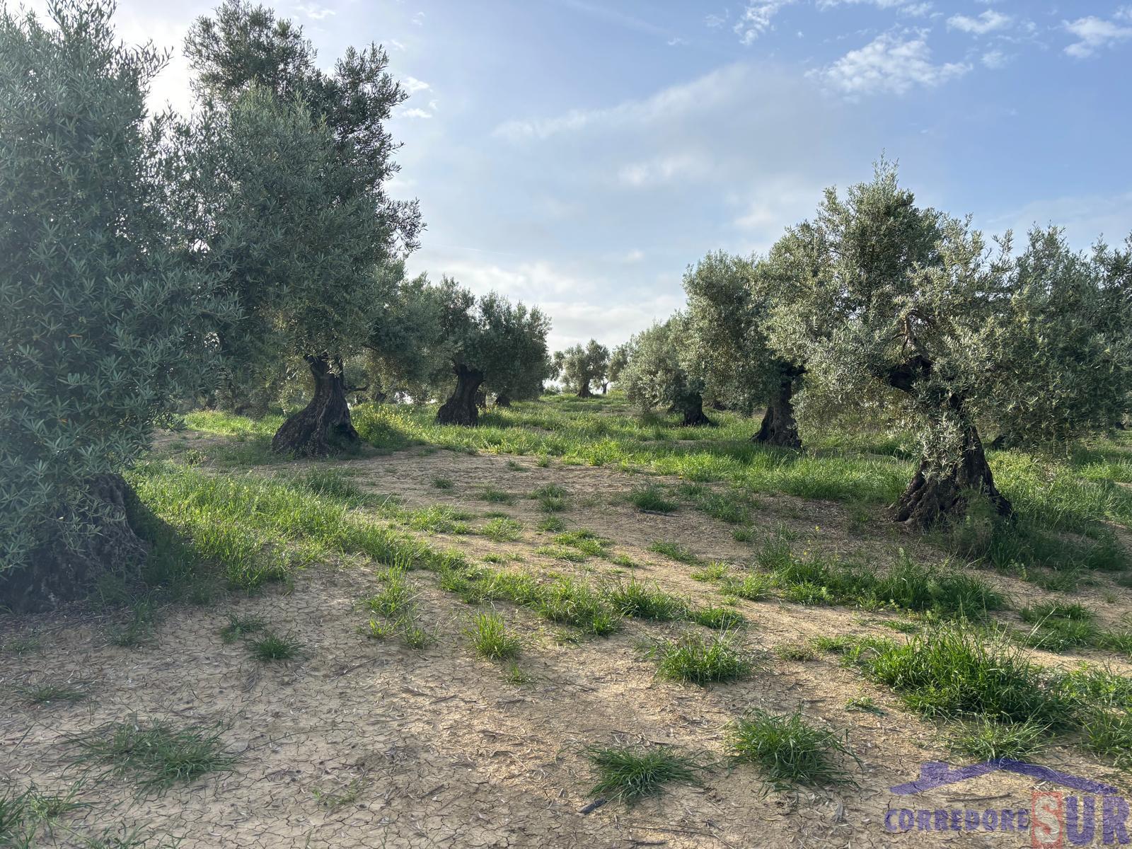 Finca rústica en Córdoba