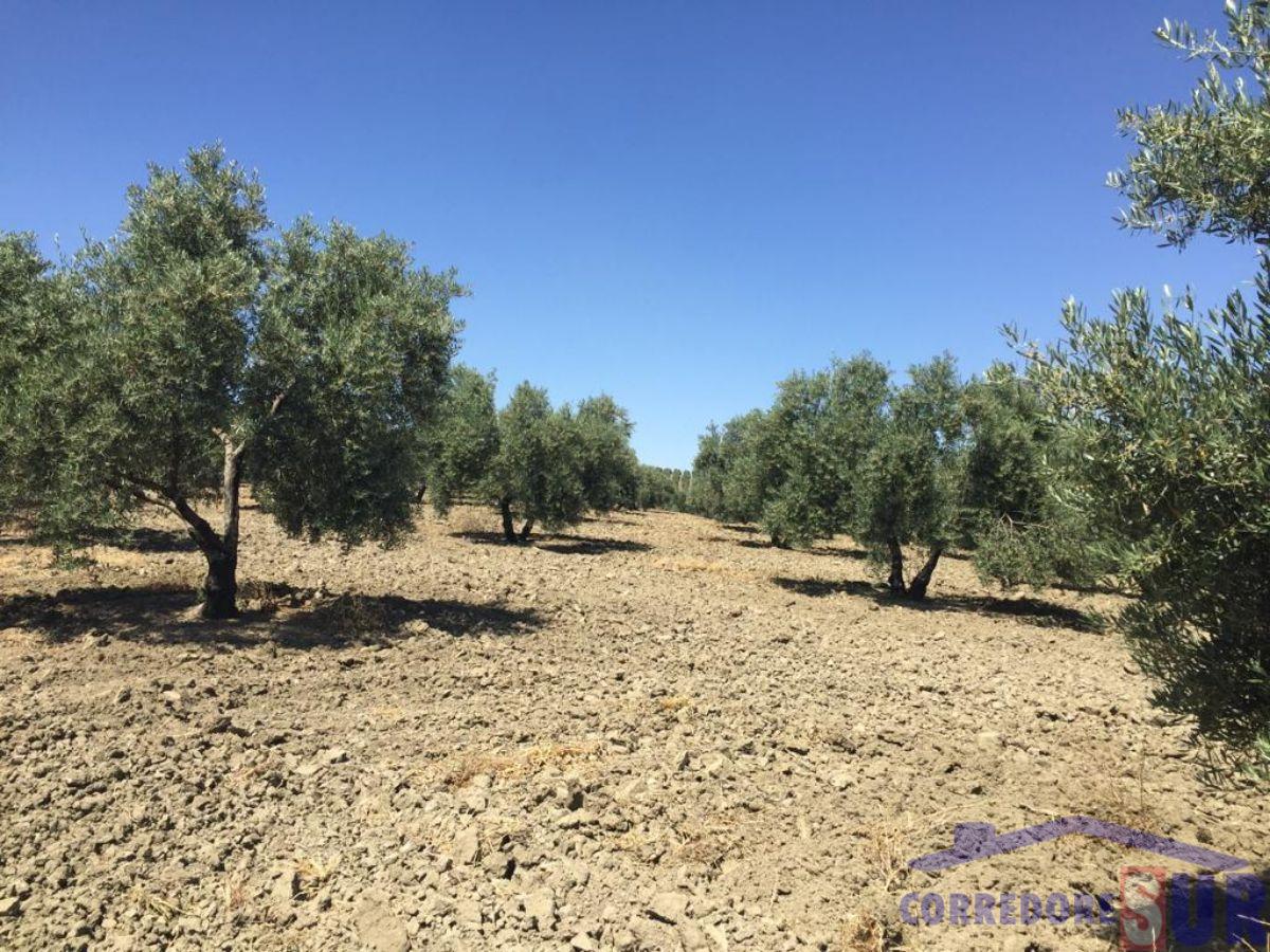 Finca rústica en Cañete De Las Torres