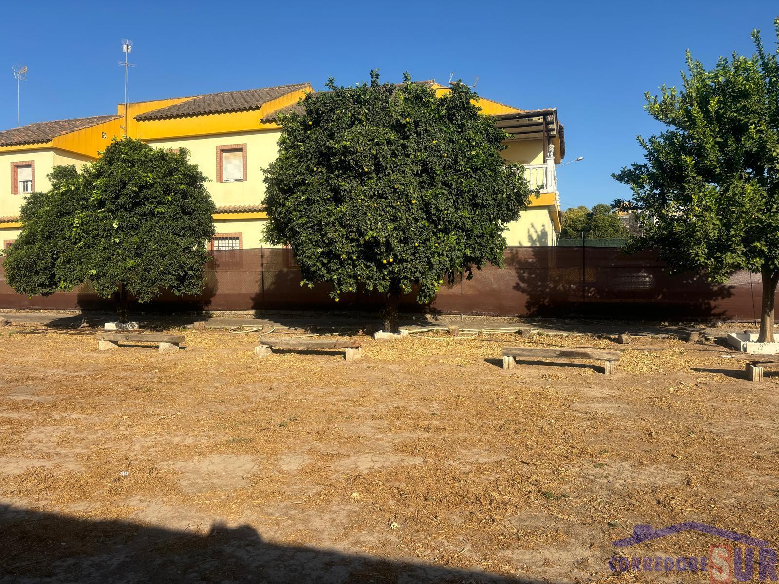 Finca rústica en Alcolea