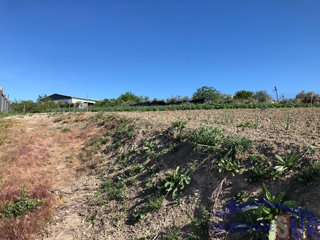 Terreno en Cañete Las Torres
