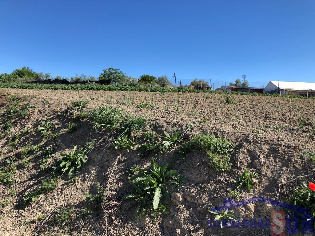 Terreno en Cañete Las Torres