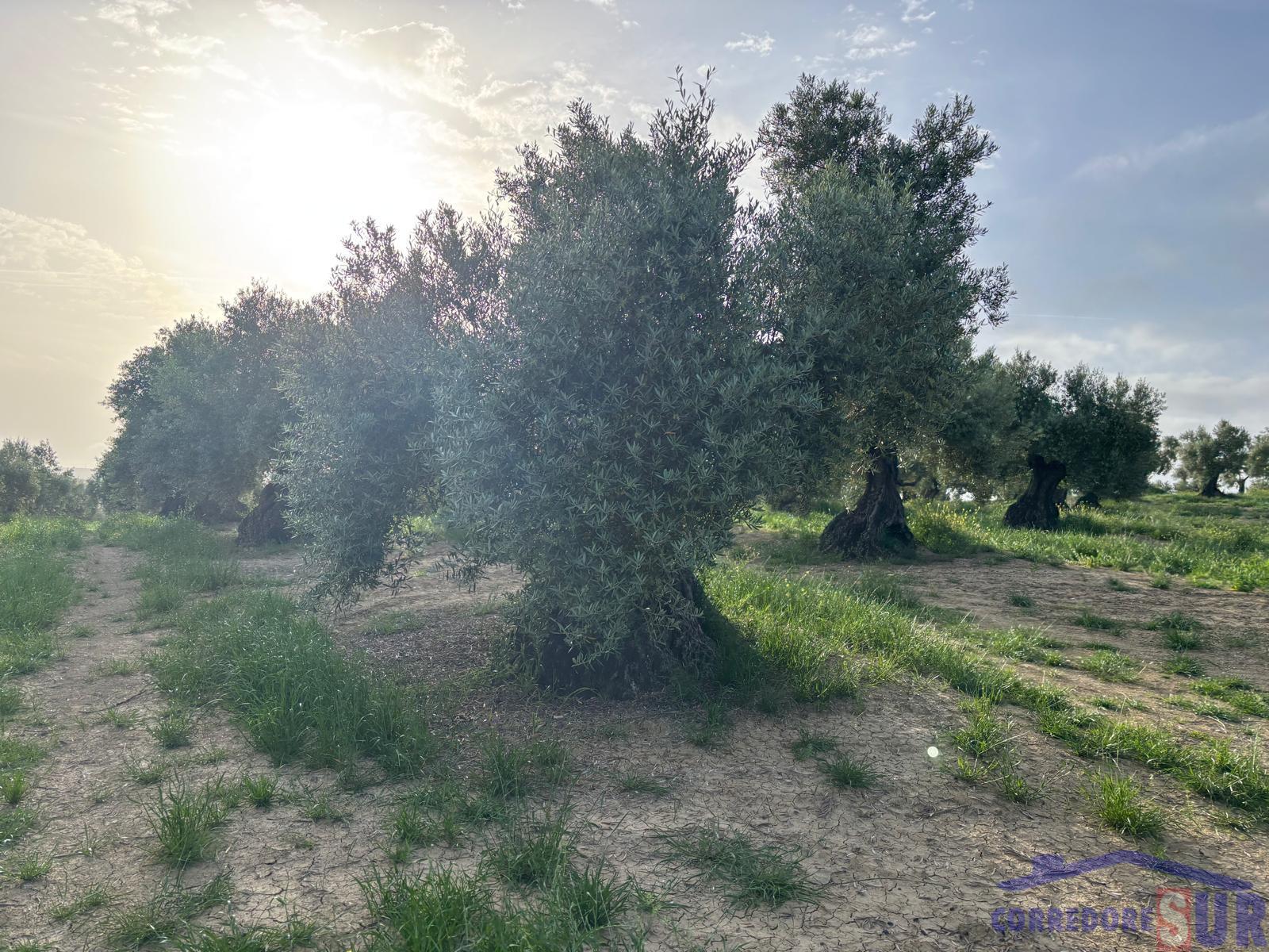 Finca rústica en Córdoba