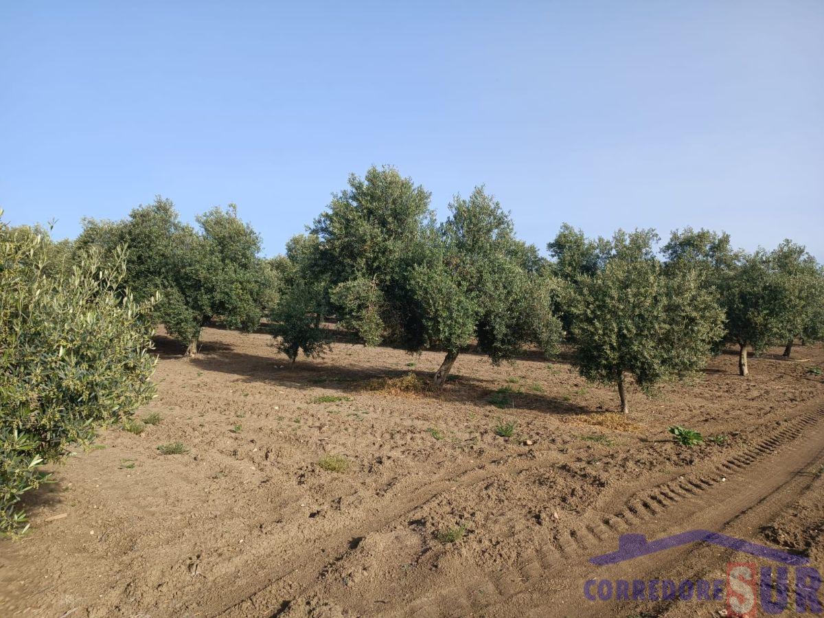 Finca rústica en El Carpio