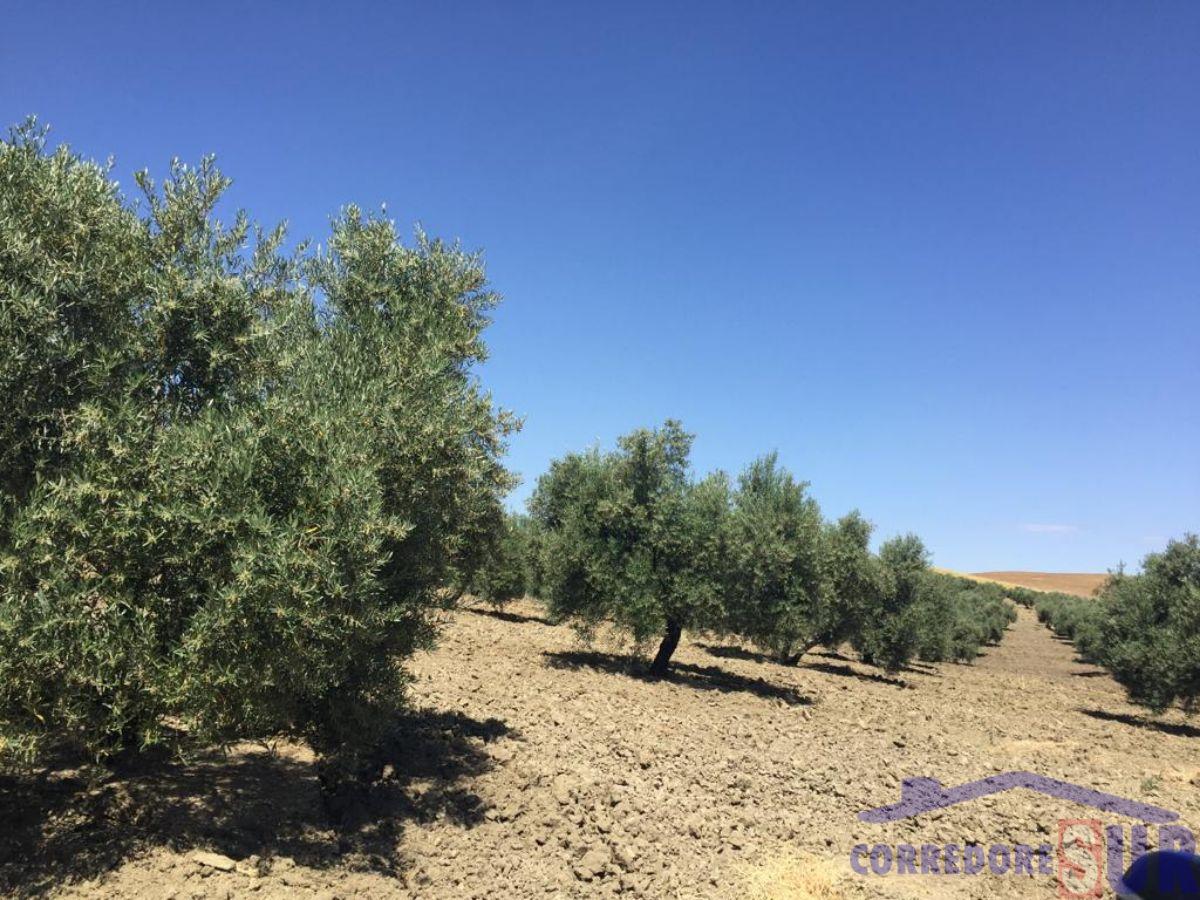 Finca rústica en Cañete De Las Torres