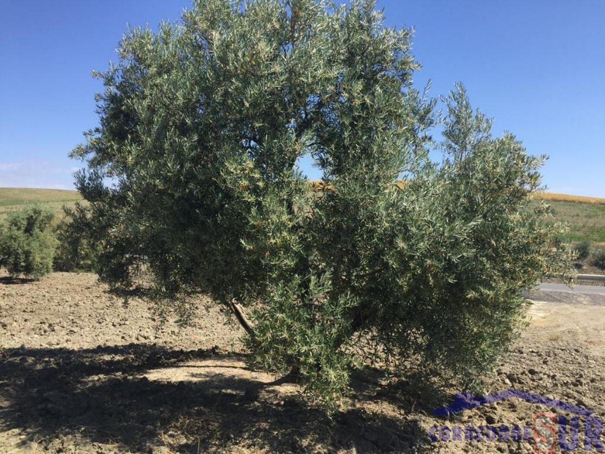 Finca rústica en Cañete De Las Torres