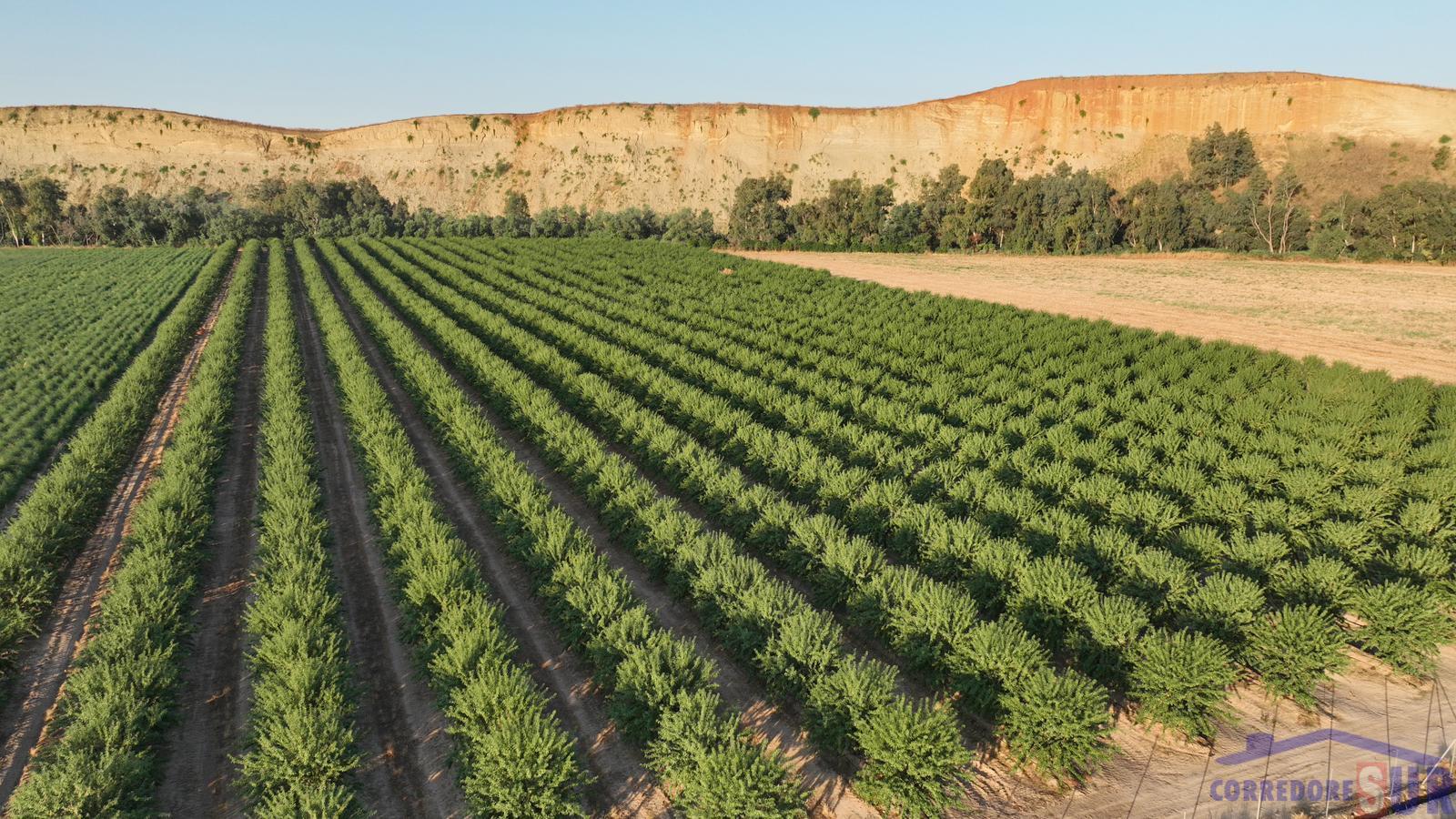 Finca de recreo en Encinarejo