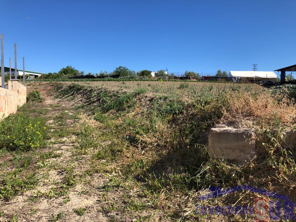 Terreno en Cañete Las Torres