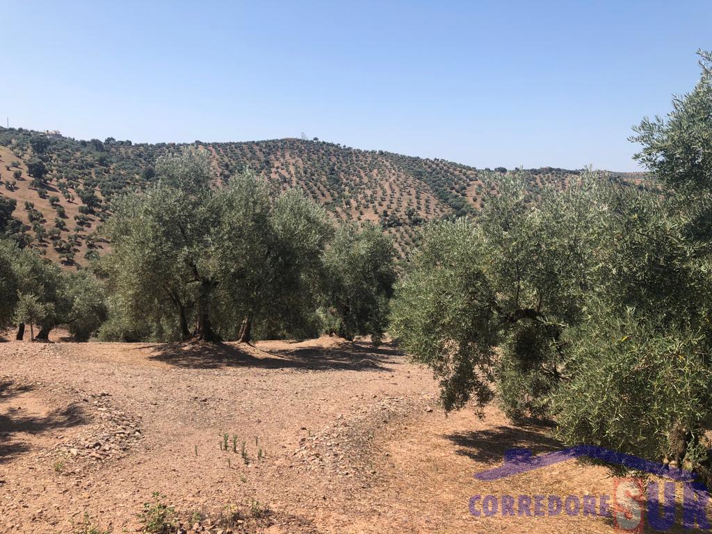 Finca rústica en Montoro