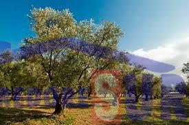 Finca rústica en Pedro Abad