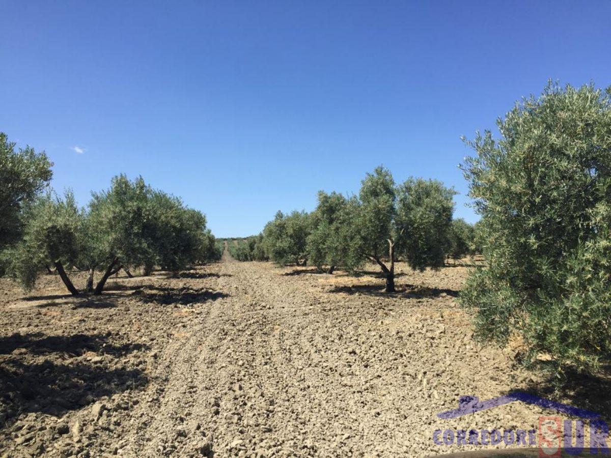 Finca rústica en Cañete De Las Torres