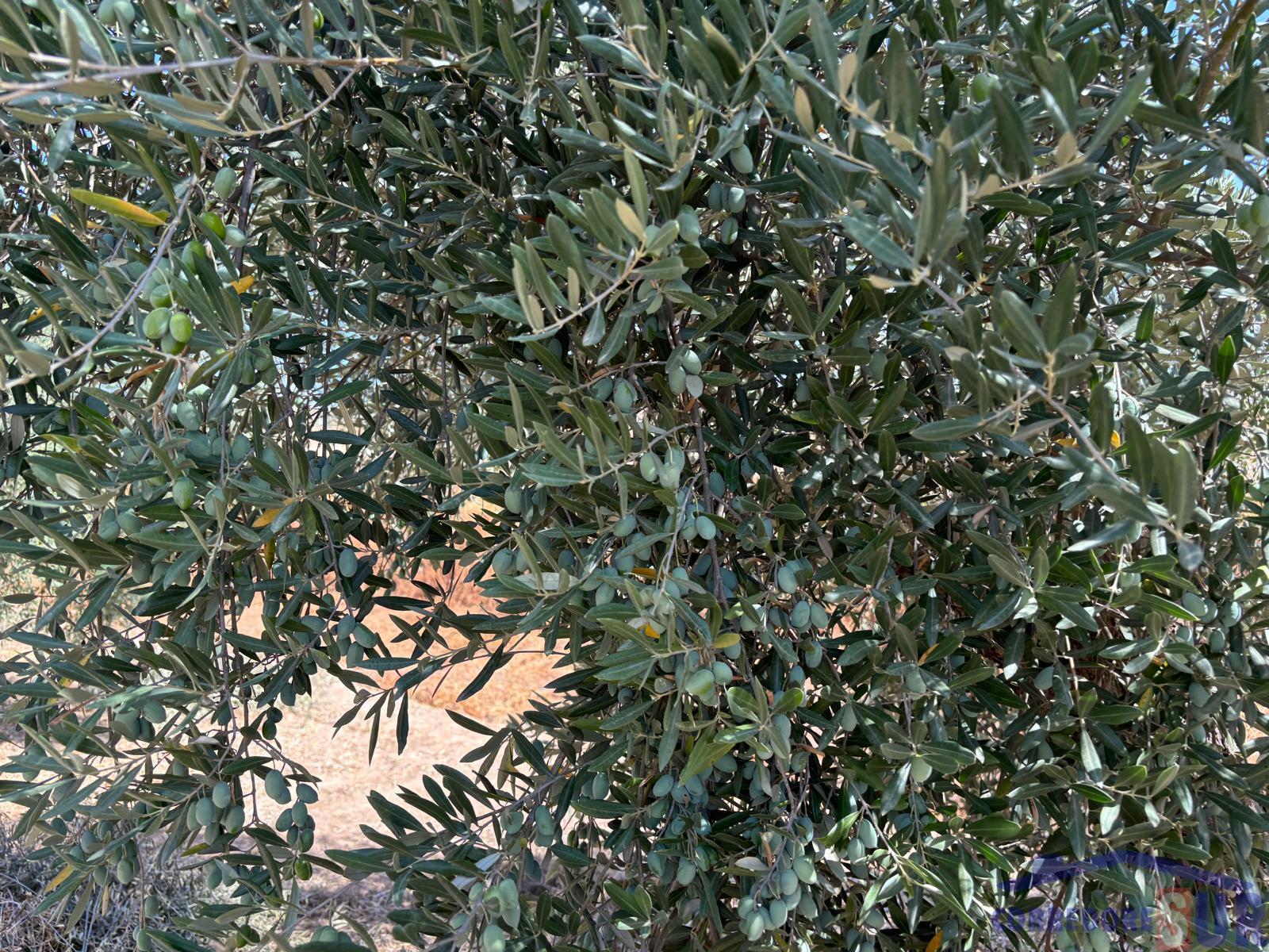 Finca rústica en San Antonio