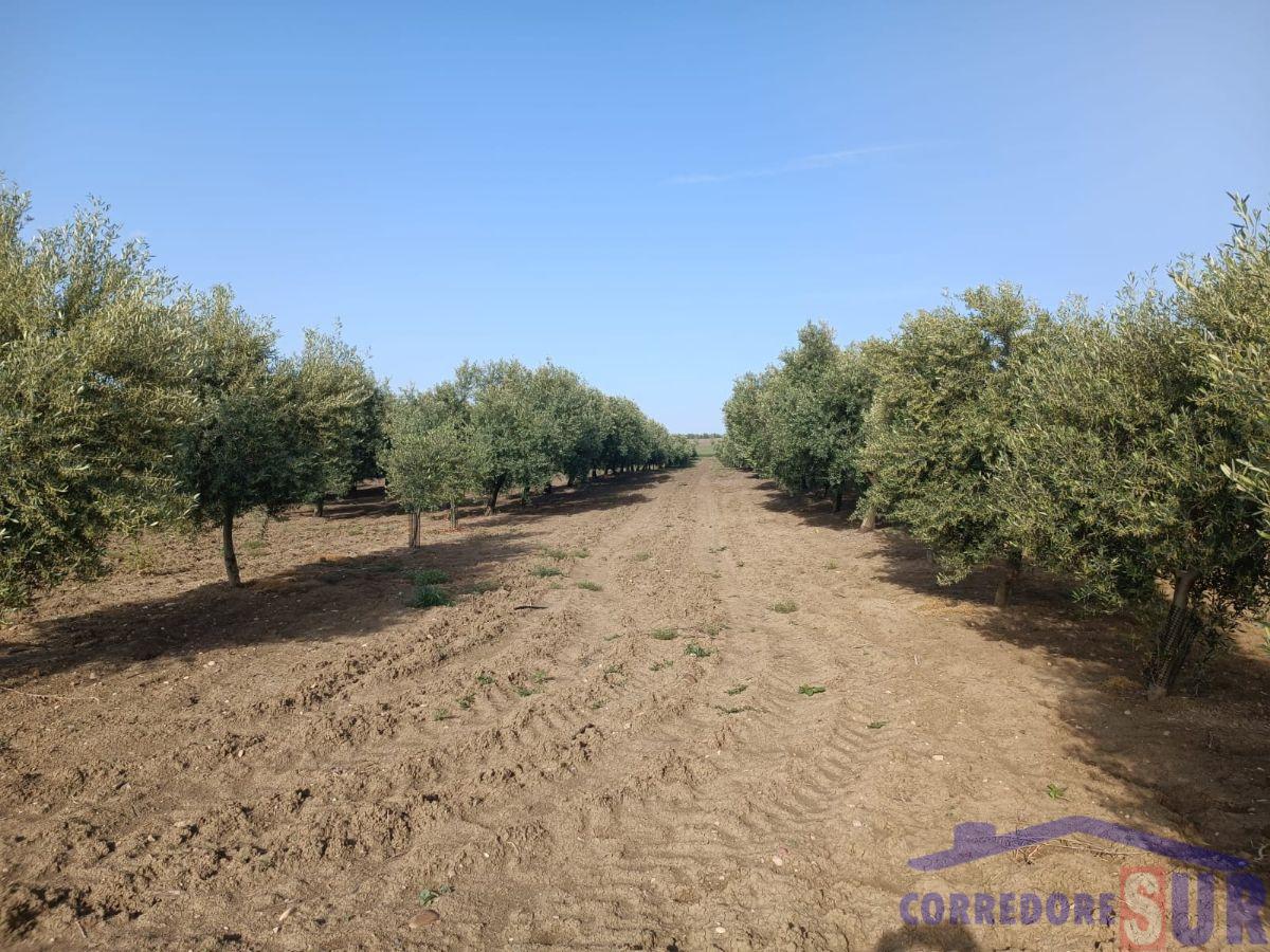 Finca rústica en El Carpio
