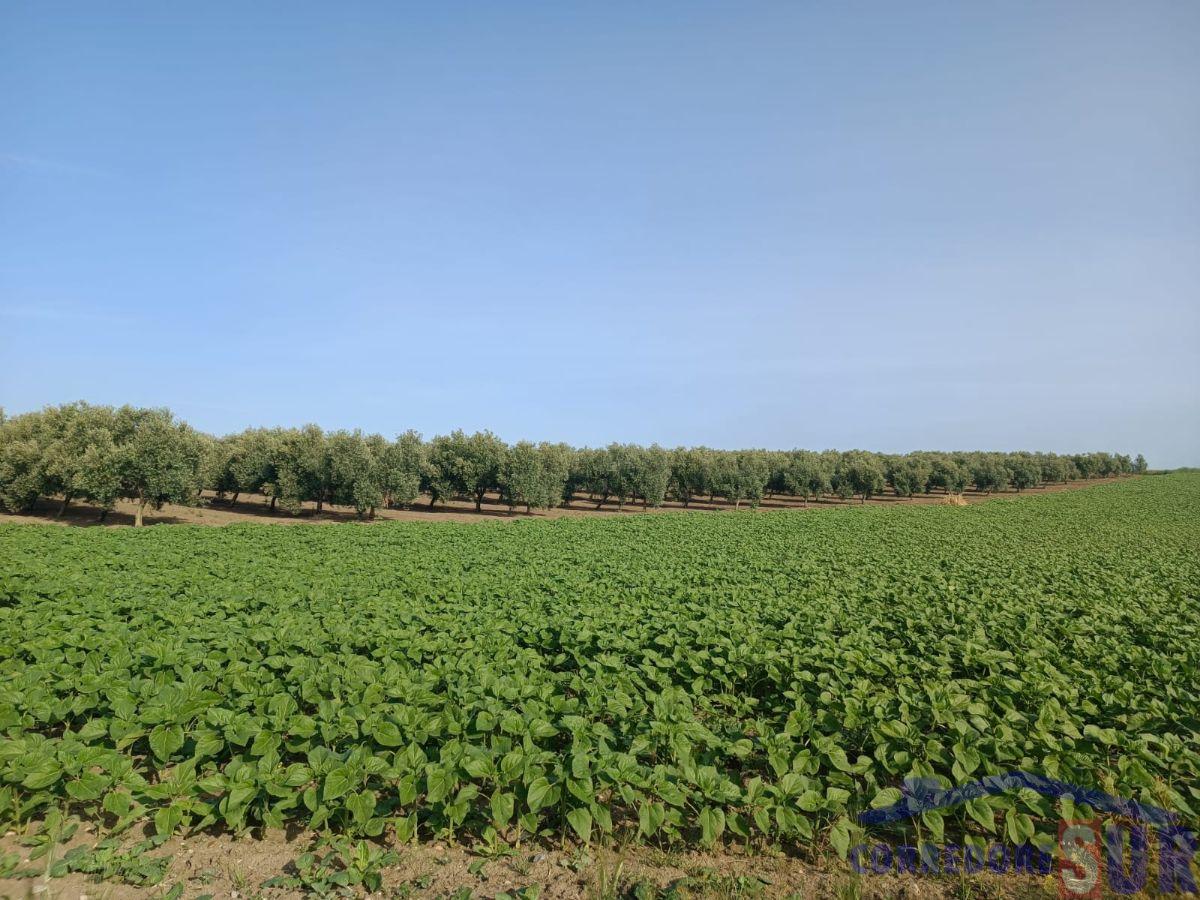 Finca rústica en El Carpio