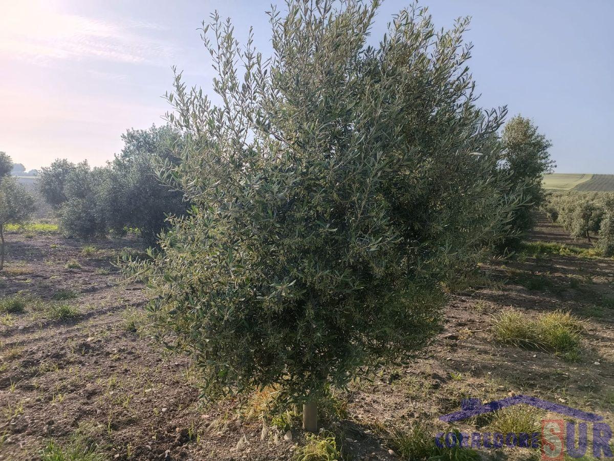 Finca rústica en El Carpio