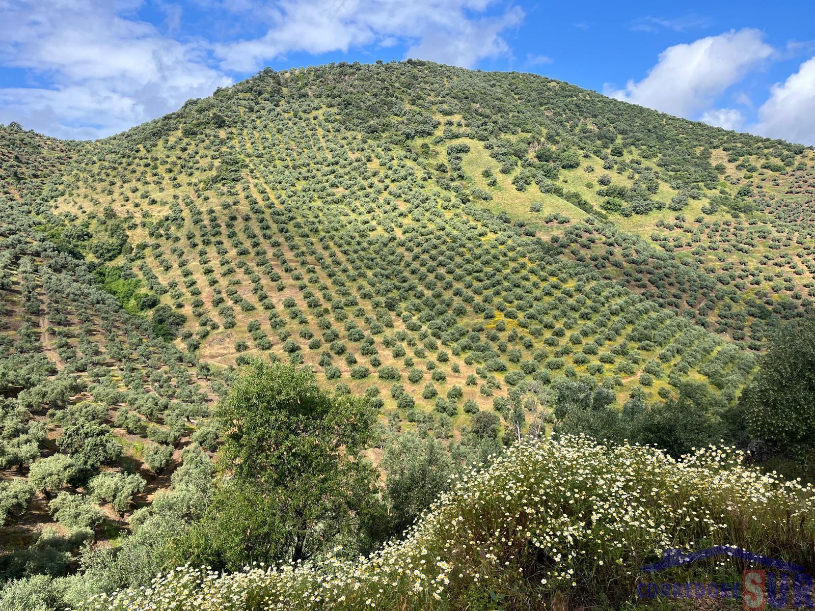 Finca rústica en Adamuz