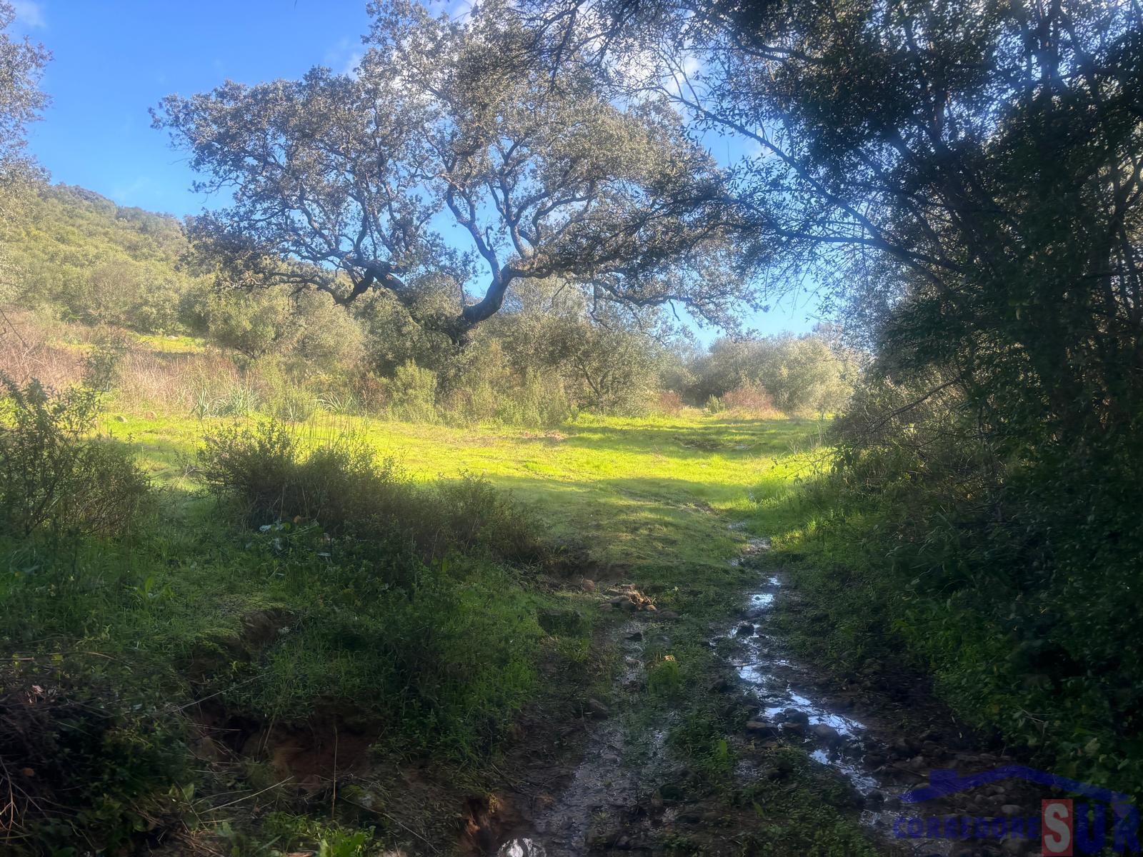Finca rústica en Alcolea