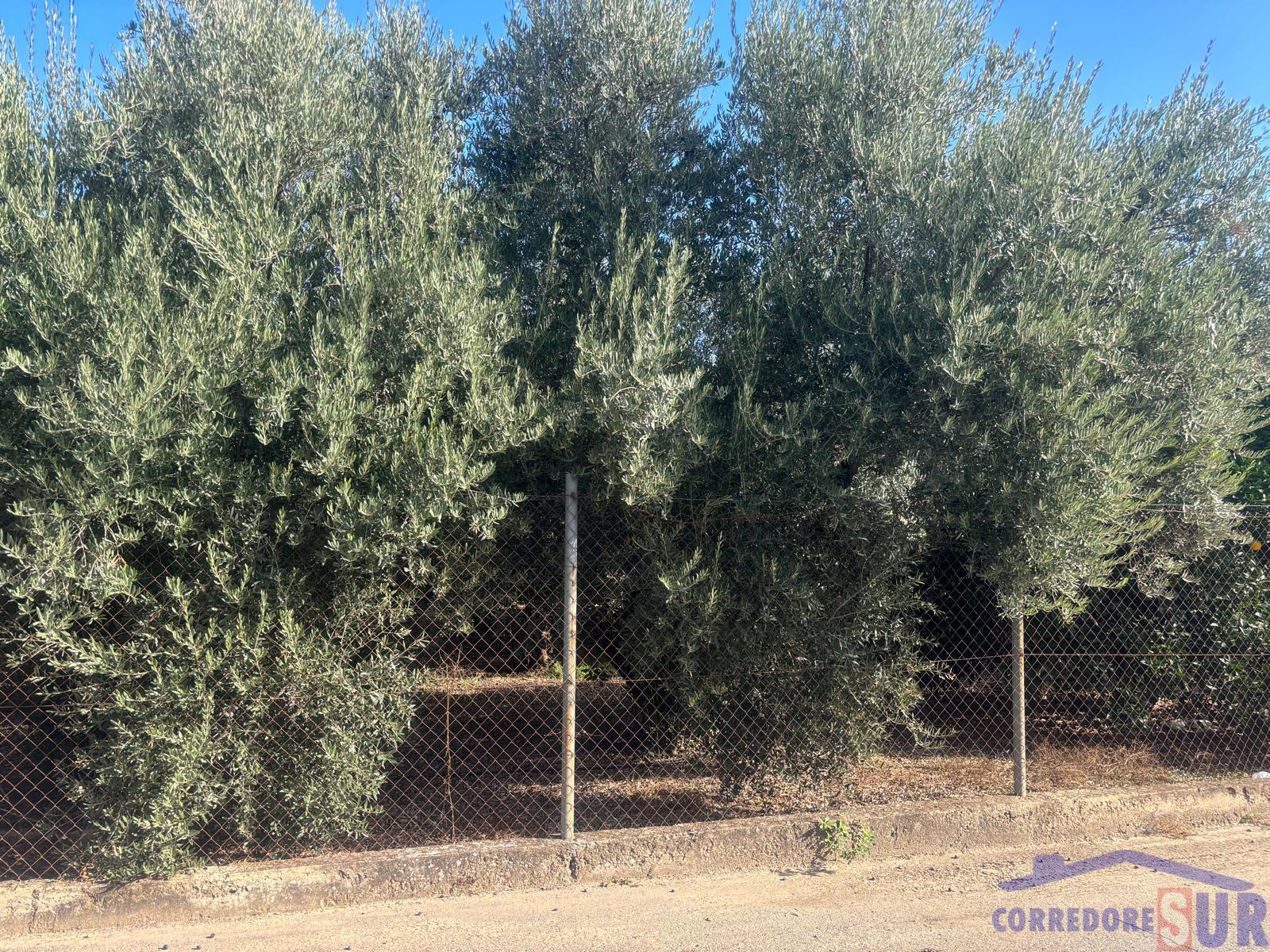 Terreno en Alcolea