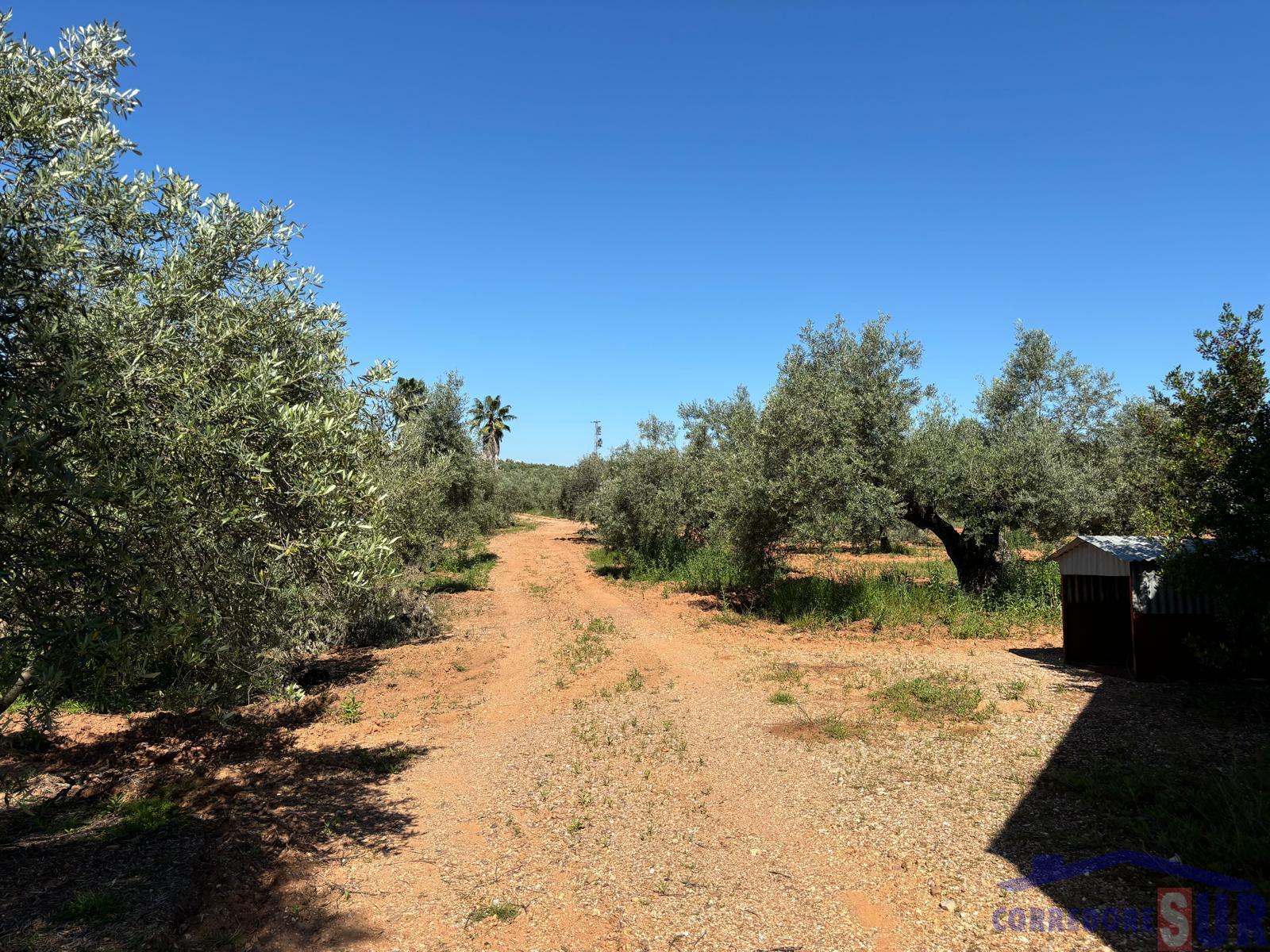 Finca rústica en Montoro