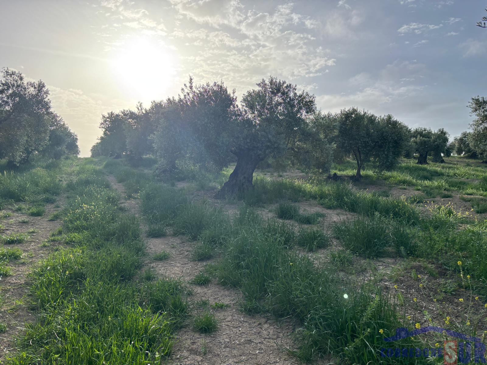 Finca rústica en Córdoba