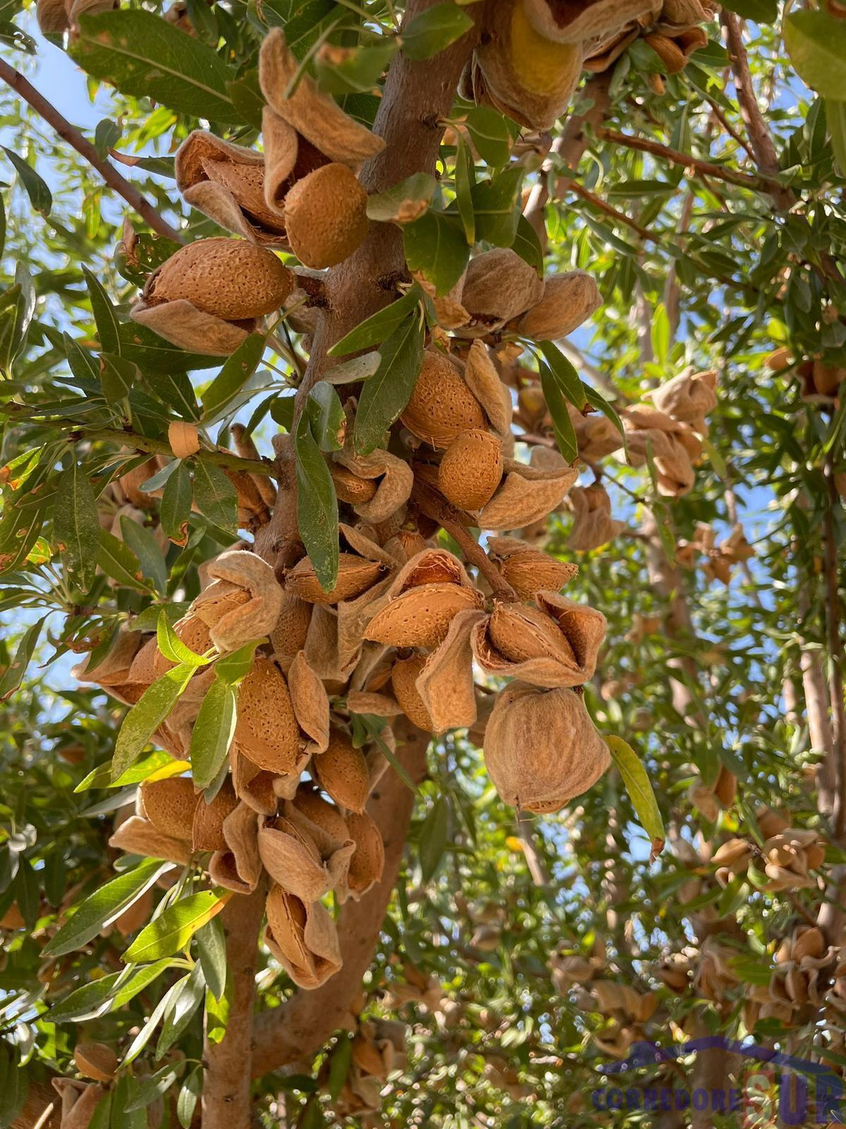 Finca de recreo en Encinarejo