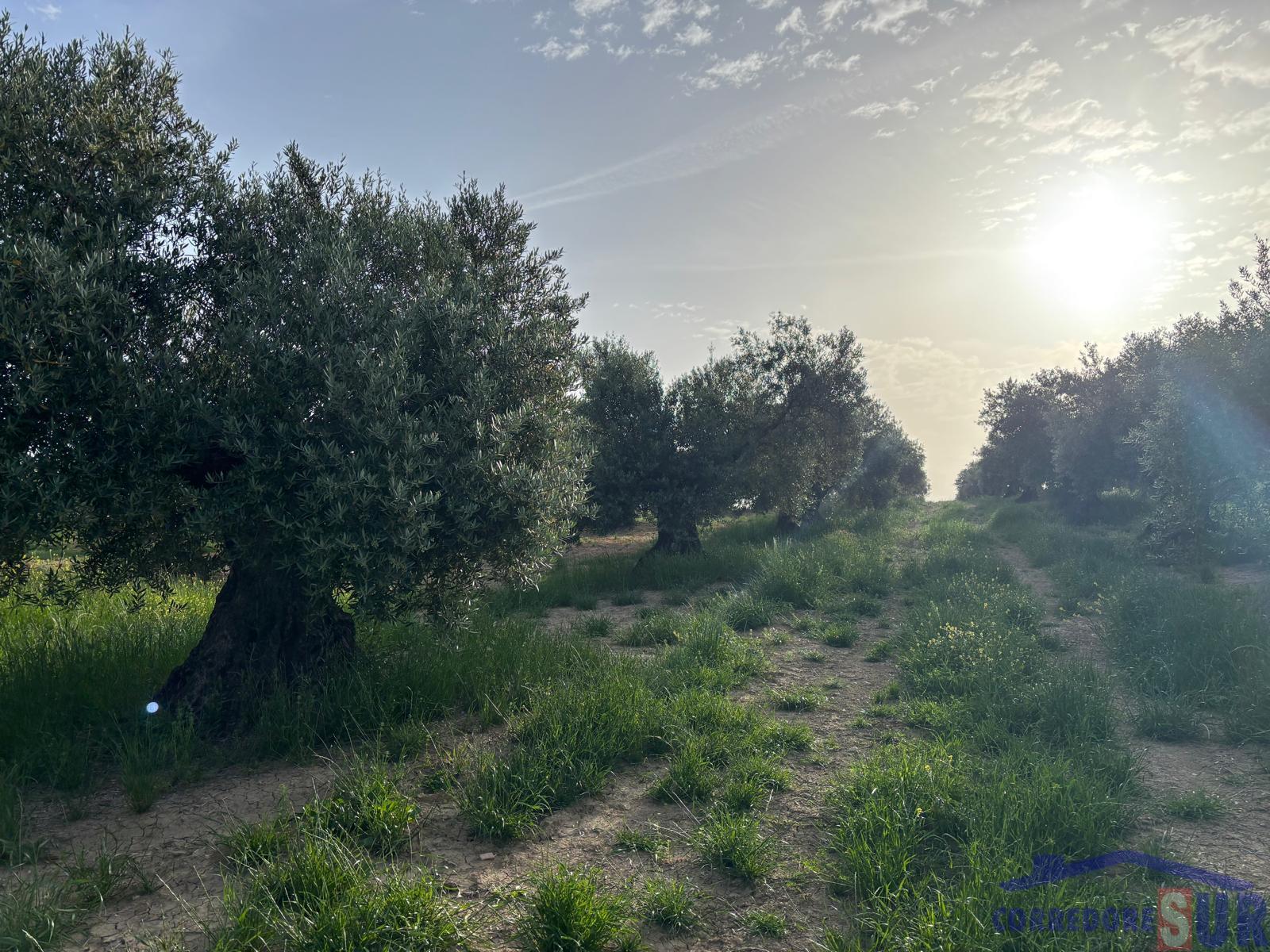 Finca rústica en Córdoba